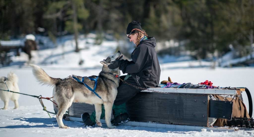 A musher sits on the side of a sled and pets a sled dog.